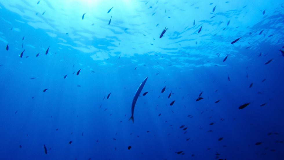 ocean conference france